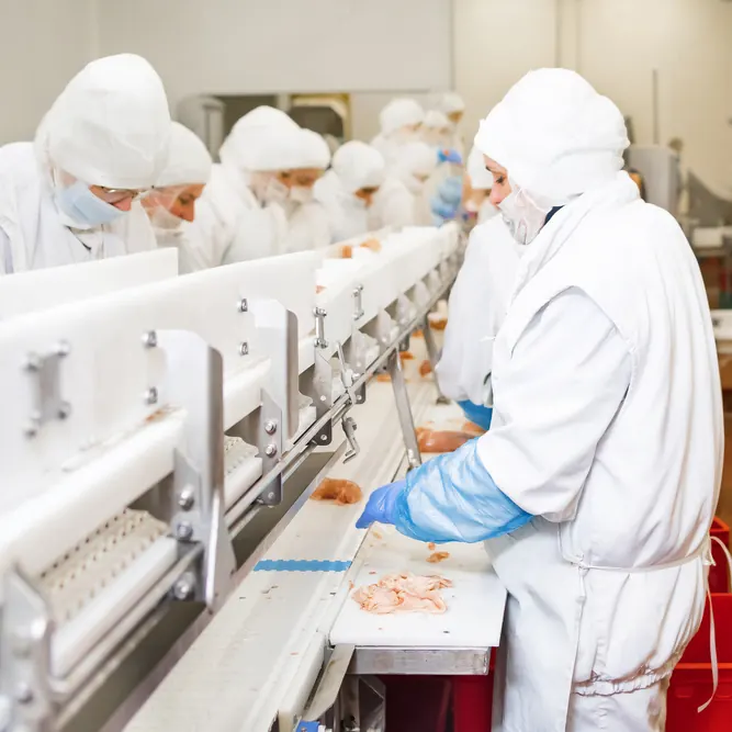 Preparação de carne de frango na linha de produção